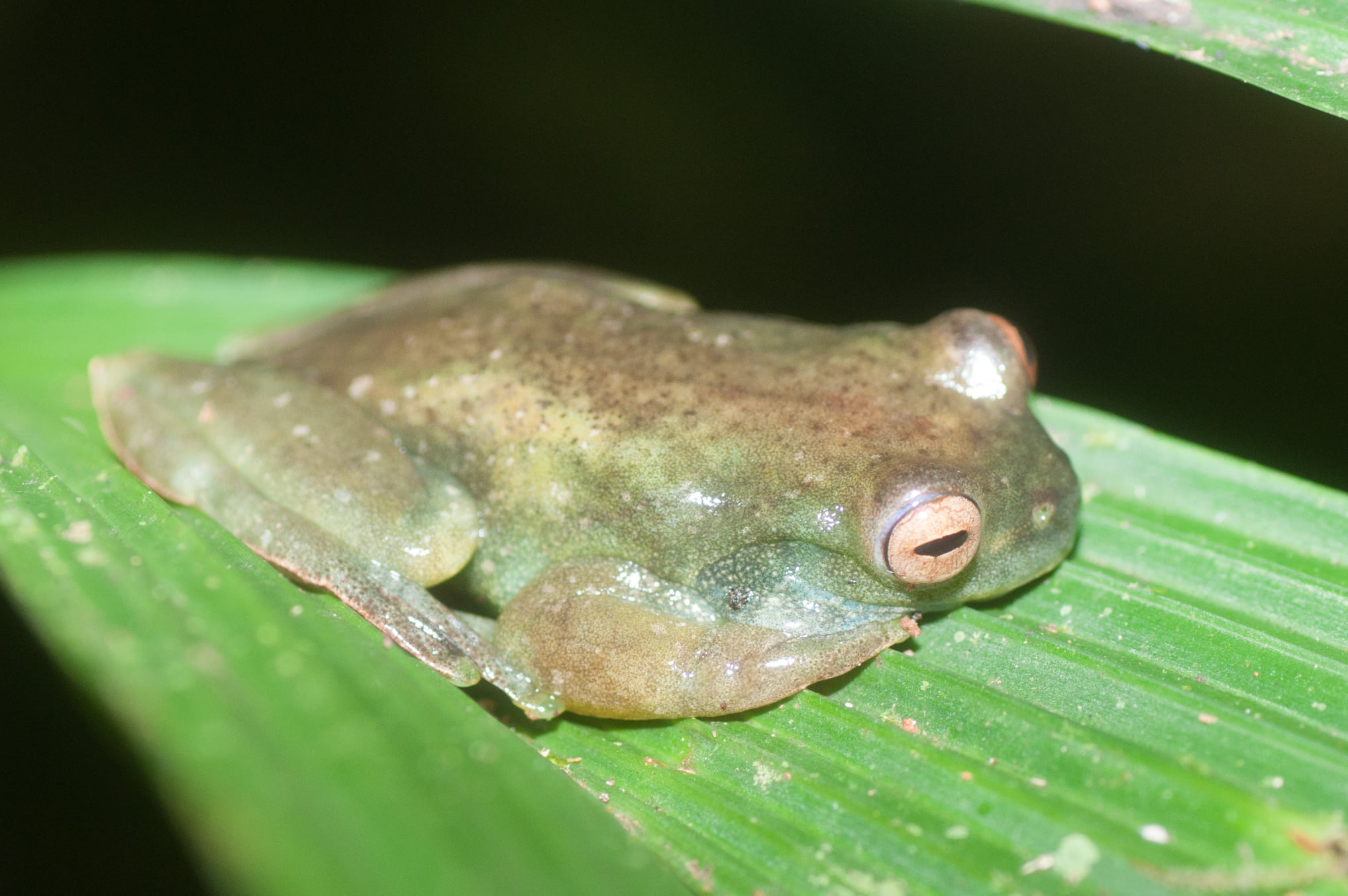 Palmers Treefrog at Tesoro Escondido